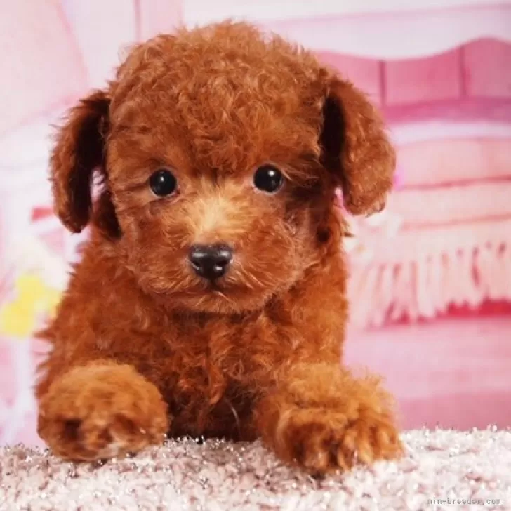 ティーカッププードル【東京都・男の子・2025年8月14日・レッド】の写真1