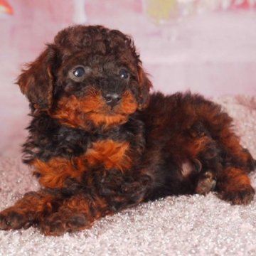 トイプードル(ティーカップ)【東京都・男の子・2024年12月11日・ブラックタン】の写真「マイクロティーカッサイズ　人気のブラックタン♪」