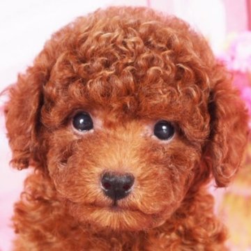 タイニープードル【東京都・女の子・2025年9月14日・レッド】の写真「大人しくて小さな天使♪血統優秀、毛質が違います」