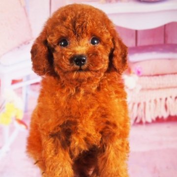 トイプードル(トイ)【東京都・女の子・2025年7月15日・レッド】の写真「血統優秀、とても大人しく、人懐こい性格です」