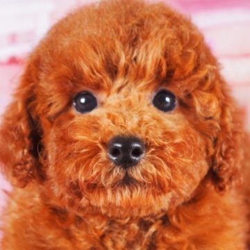 トイプードル(トイ)【東京都・男の子・2025年10月1日・レッド】の写真「血統優秀、大人しい♪　上野駅徒歩５分」