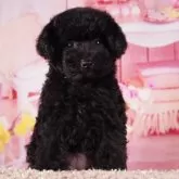 タイニープードル