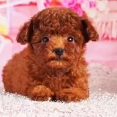 ティーカッププードル【東京都・女の子・2025年9月9日・レッド】の写真1