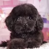 タイニープードル【東京都・女の子・2025年7月19日・レッド】の写真1