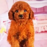 トイプードル(トイ)