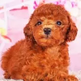 タイニープードル【東京都・女の子・2025年9月2日・レッド】の写真2