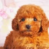 ティーカッププードル【東京都・女の子・2025年5月18日・レッド】の写真2