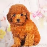 ティーカッププードル【東京都・女の子・2025年5月18日・レッド】の写真3