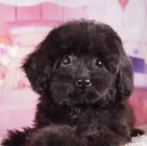 タイニープードル【東京都・女の子・2025年7月19日・レッド】の写真3