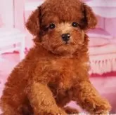 ティーカッププードル【東京都・男の子・2025年8月14日・レッド】の写真4