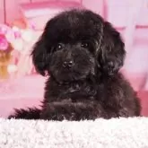 タイニープードル【東京都・女の子・2025年7月19日・レッド】の写真4