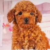 トイプードル(トイ)【東京都・女の子・2025年3月19日・レッド】の写真5