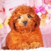 トイプードル(トイ)【東京都・男の子・2025年9月23日・レッド】の写真5