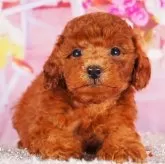 タイニープードル【東京都・女の子・2025年9月2日・レッド】の写真5