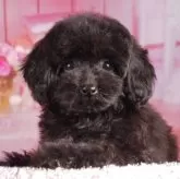 タイニープードル【東京都・女の子・2025年7月19日・レッド】の写真5