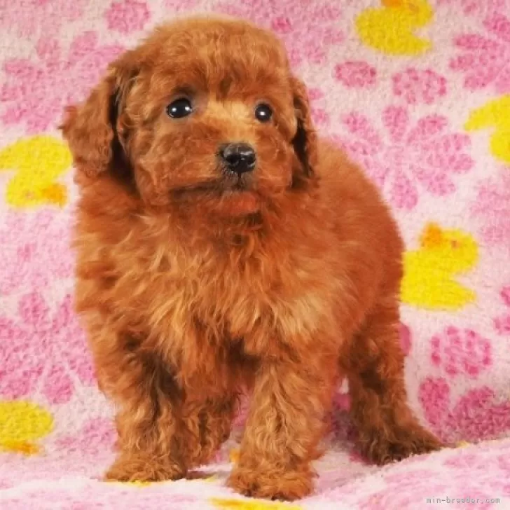 ID：2404-00971の子犬