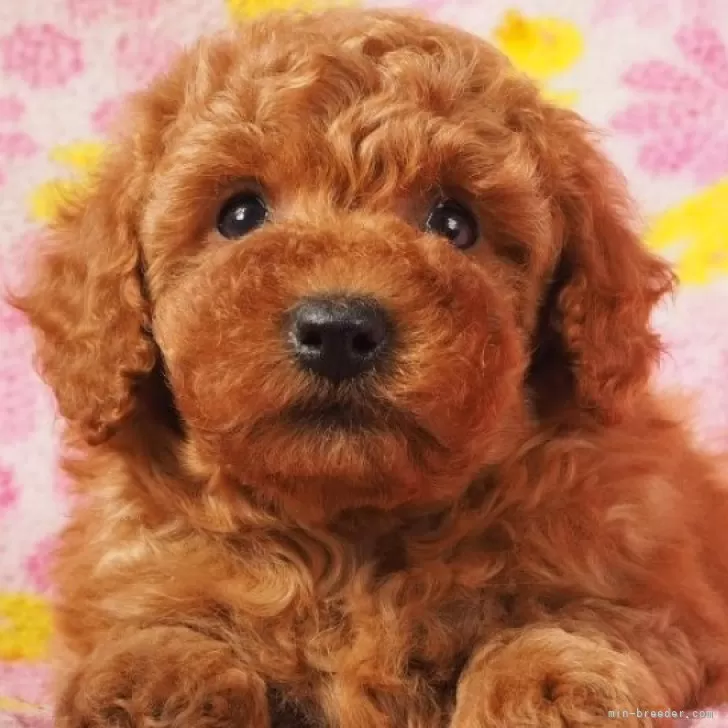 ID:2402-05897の子犬