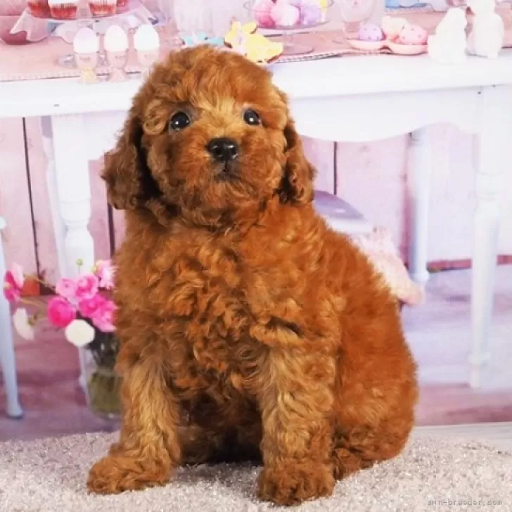 ID：2405-01919の子犬