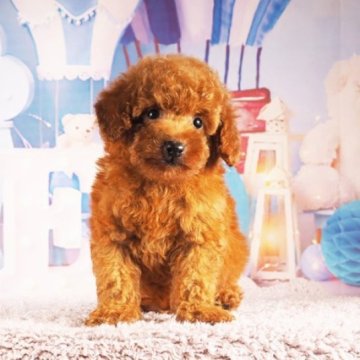 トイプードル(ティーカップ)【東京都・男の子・2024年7月7日・レッド】の写真「プードル専門犬舎、父親チャンピオン直子♪」