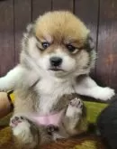 ポメ柴(ポメラニアン×柴犬)【大阪府・女の子・2025年10月2日・赤】の写真10