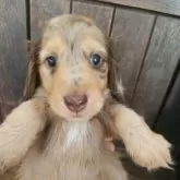 ミニチュアダックスフンド(ロング)【大阪府・男の子・2025年9月29日・チョコレートダップルカラー】の写真14