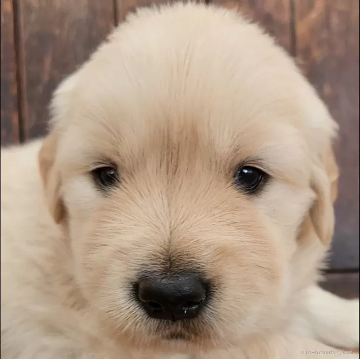 ID:2510-03086の子犬