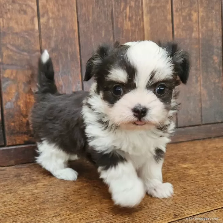 ID:2503-02886の子犬