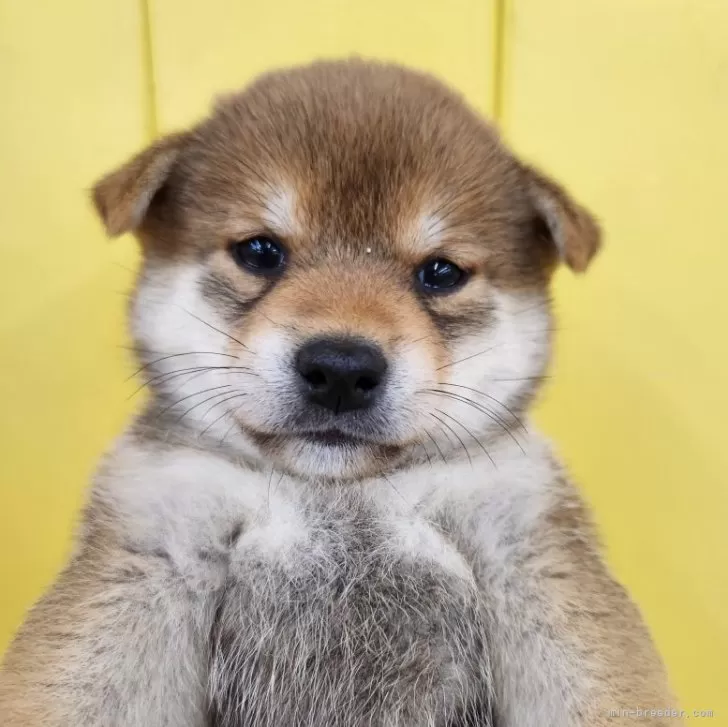 ID:2506-06413の子犬