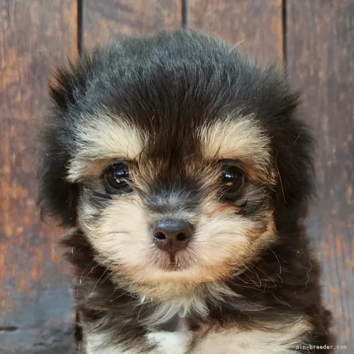 ID:2508-04578の子犬