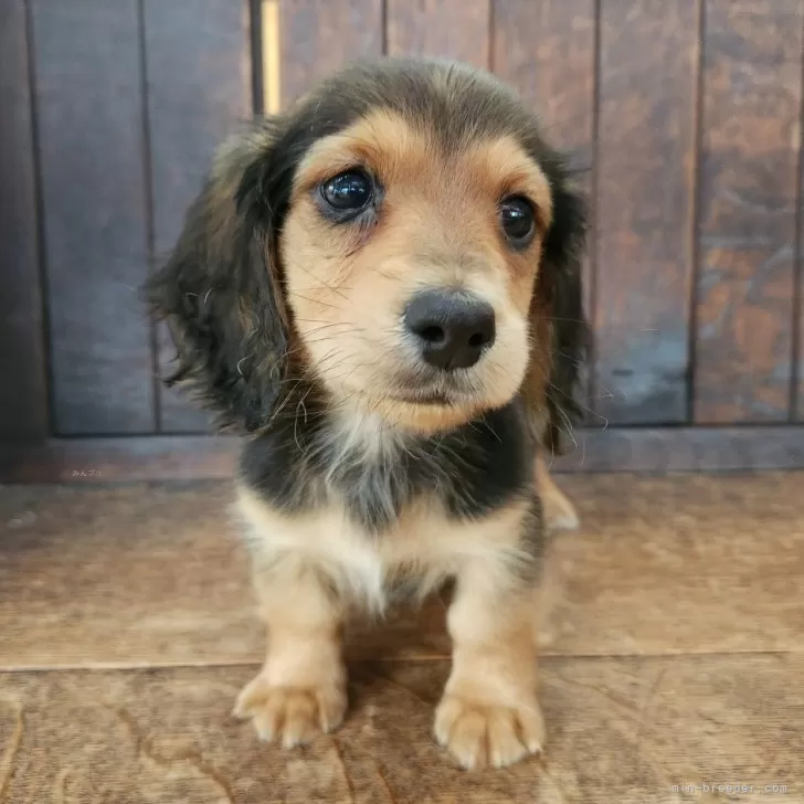 ID：2502-03522の子犬