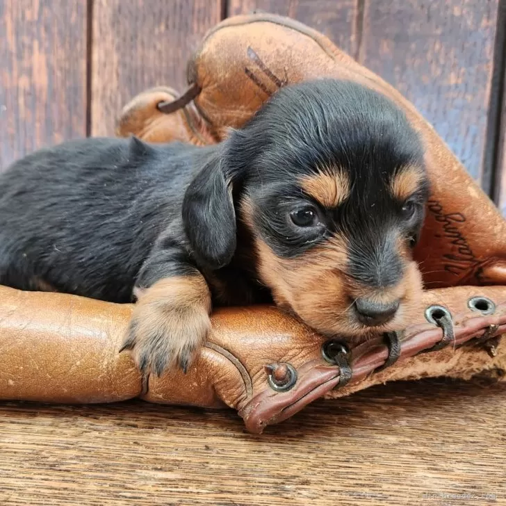 ren 様のお迎えした子犬