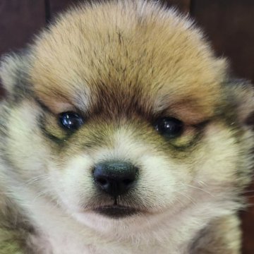 ポメ柴(ポメラニアン×柴犬)【大阪府・女の子・2025年10月2日・赤】の写真「綿菓子のようなシバポメちゃん😊✨✨✨✨」