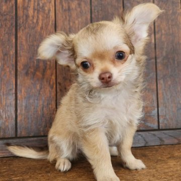 チワマル(マルチーズ×チワワ)【大阪府・女の子・2025年9月22日・イザベラ】の写真「魅惑的な綺麗なチワマルちゃん💓✨✨✨😊」