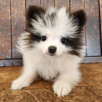 ポメラニアン【大阪府・男の子・2025年9月5日・パーティーカラー】の写真「珍しいホワイト&ブラック🎵😊💕」