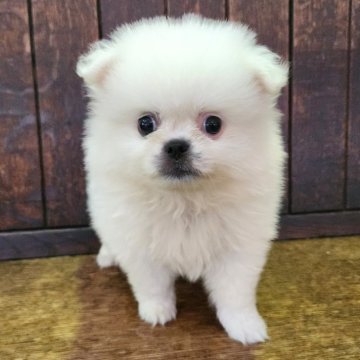 ミックス(ペキニーズ×ポメラニアン)【大阪府・男の子・2025年7月3日・ホワイト】の写真「ふわふわモコモコな綿菓子ちゃんのような子😊✨✨✨」