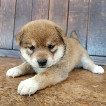 柴犬(標準サイズ)【大阪府・女の子・2025年5月9日・赤】の写真「コントラストの綺麗な女の子🎀😊」