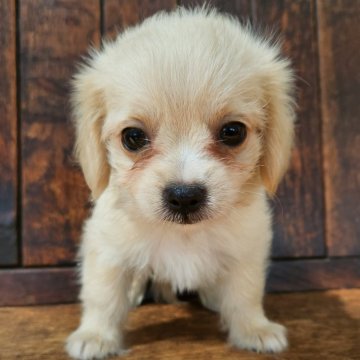 チワマル(チワワ×マルチーズ)【大阪府・女の子・2025年6月25日・クリーム】の写真「ゴールドクリームの綺麗な女の子😊🎀」