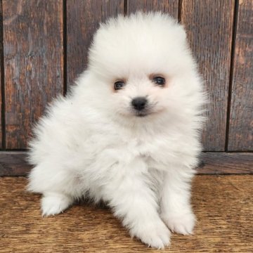 ポメラニアン【大阪府・男の子・2025年9月5日・ホワイト】の写真「タンポポの綿毛のような天使ちゃん😊💕✨👼」