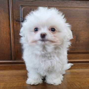 チワマル(マルチーズ×チワワ)【大阪府・男の子・2025年9月22日・ホワイト】の写真「超絶可愛いチワマル君✨✨✨✨😊💕」