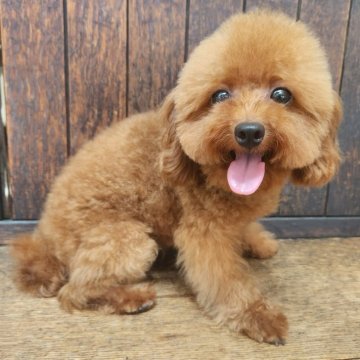 トイプードル(トイ)【大阪府・男の子・2024年4月2日・レッド】の写真「テディベアカットが抜群に似合う男の子😍」
