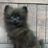 ポメラニアン【大阪府・女の子・2024年8月23日・ブラック】の写真1