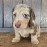 ミニチュアダックスフンド(ロング)【大阪府・男の子・2025年9月29日・チョコレートダップルカラー】の写真1