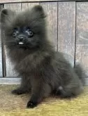 ポメラニアン【大阪府・女の子・2024年8月23日・ブラック】の写真2