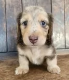 ミニチュアダックスフンド(ロング)【大阪府・男の子・2025年9月29日・チョコレートダップルカラー】の写真2