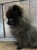 ポメラニアン【大阪府・女の子・2024年8月23日・ブラック】の写真4