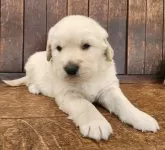 ゴールデンレトリバー【大阪府・男の子・2025年12月1日・ゴールド】の写真5