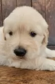 ゴールデンレトリバー【大阪府・女の子・2025年9月5日・ゴールド】の写真6