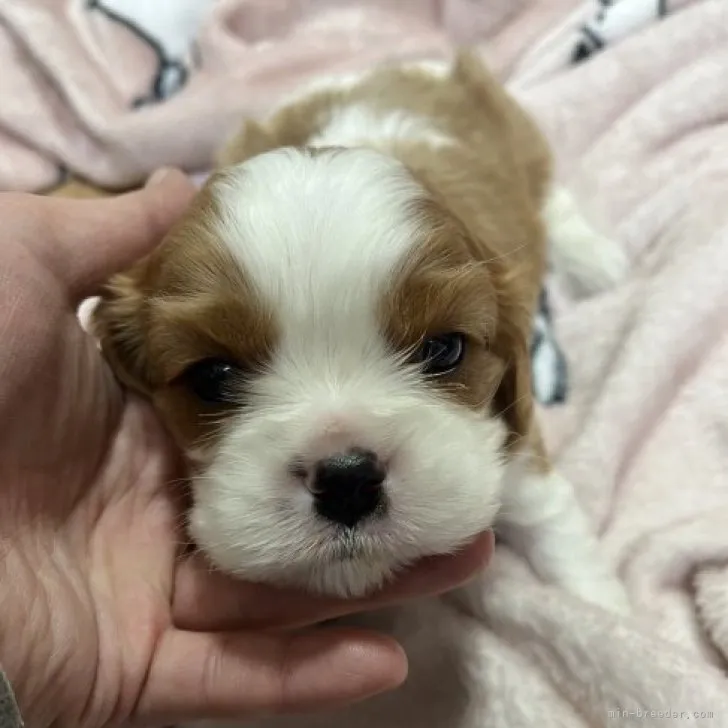 ID:2301-01007の子犬