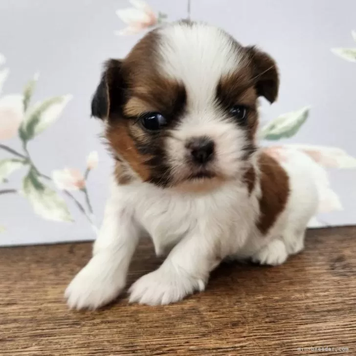 ID：2405-03149の子犬