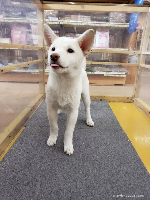 ID：2204-00607の子犬